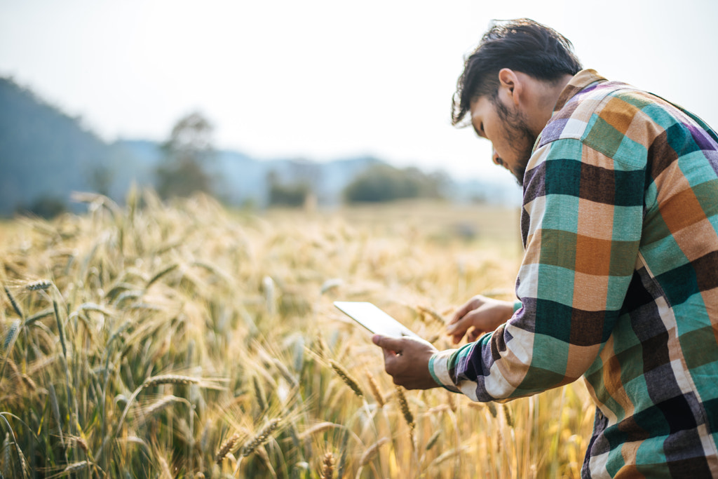 Smart farmer checking barley farm with tablet computer by Prakasit Khuansuwan on 500px.com