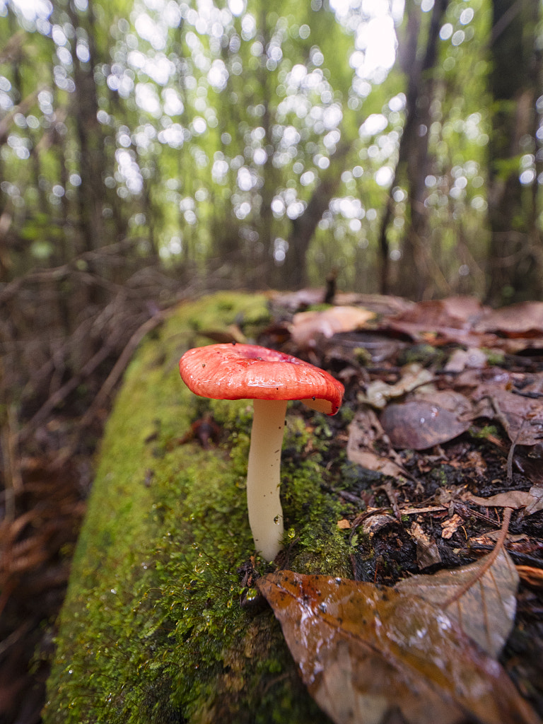 Nancy Peak by Paul Amyes on 500px.com