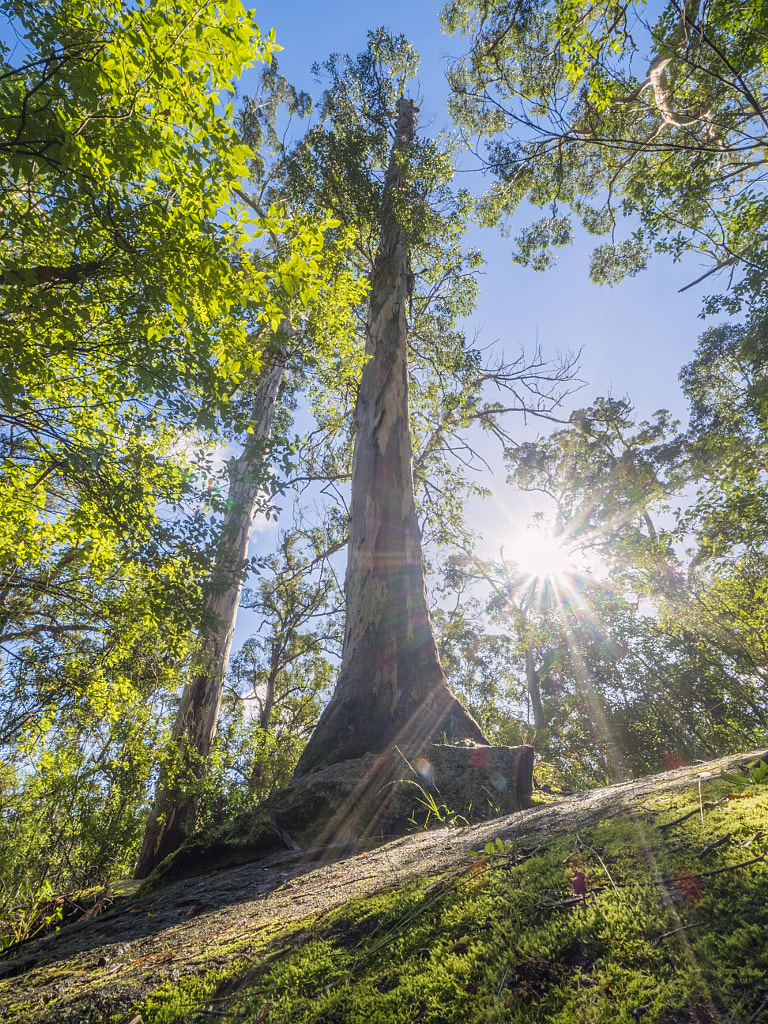 Nancy Peak by Paul Amyes on 500px.com