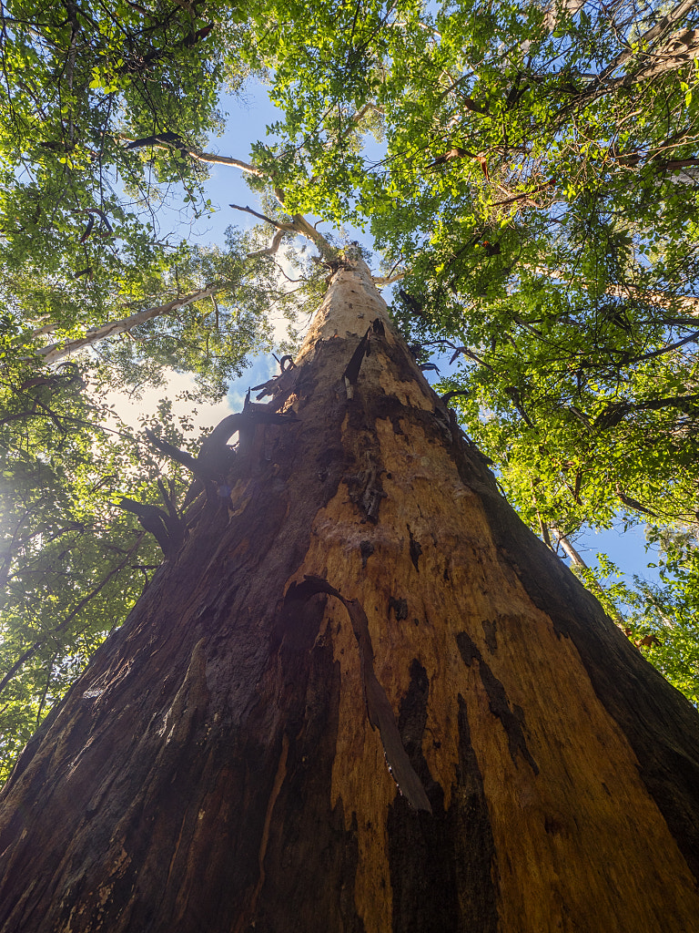 Nancy Peak by Paul Amyes on 500px.com