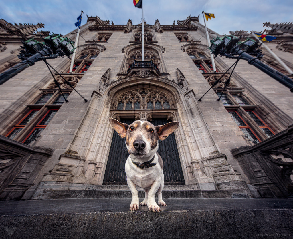 In Bruges by Cat Race on 500px.com