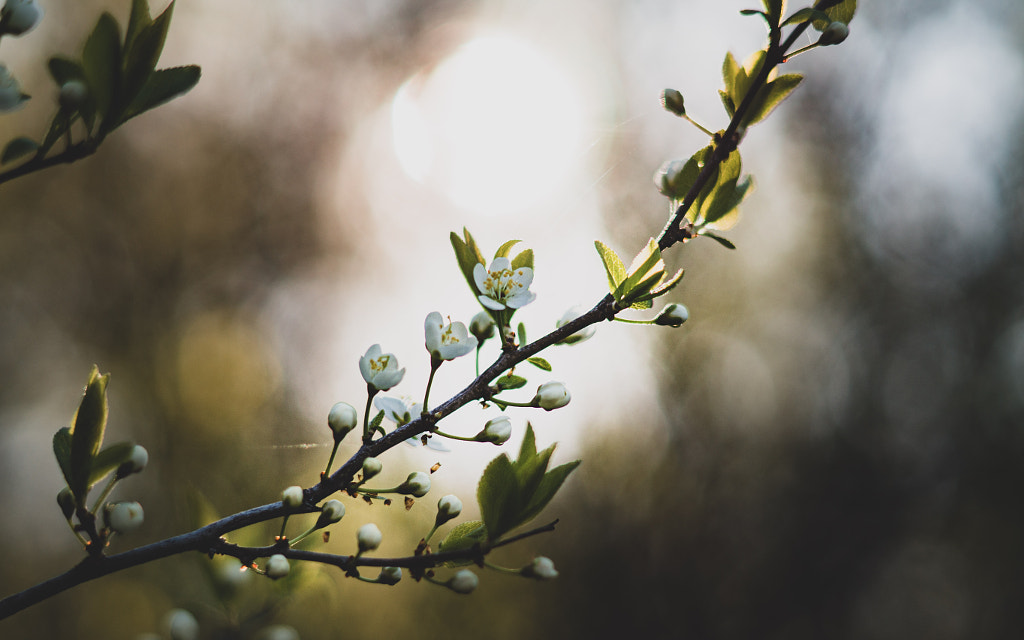 Prunus Spinosa 02 by Mikhail Kharitonov on 500px.com