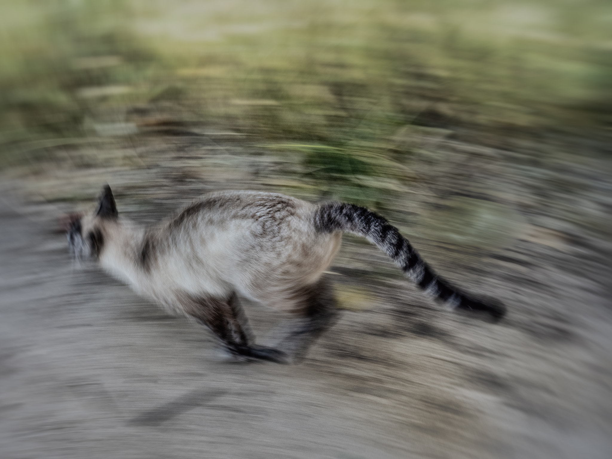 cat in motion