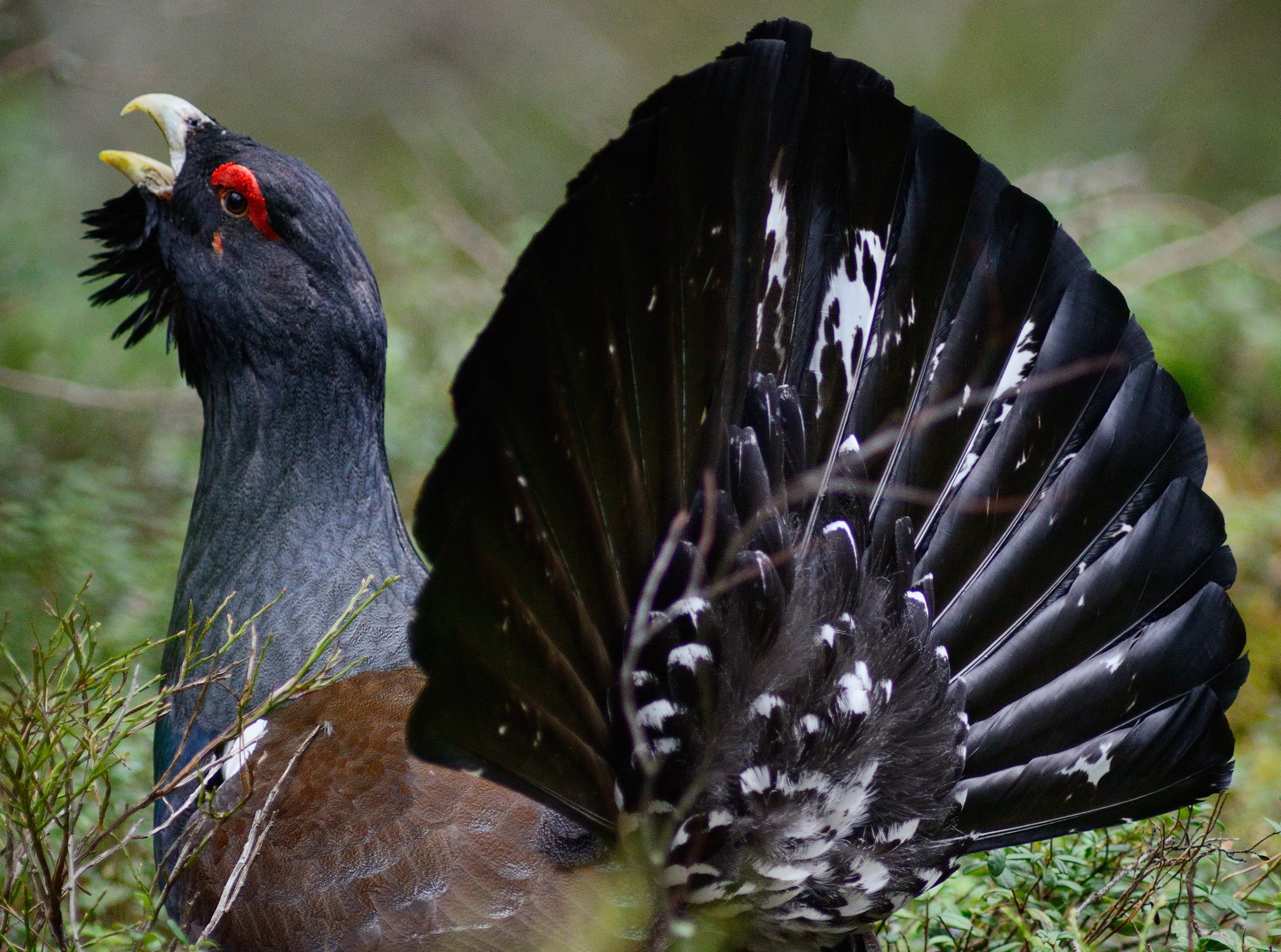 Глухарь сканворд. Глухарь - Capercaillie. Ареал глухаря. Тетерев. Глухарь фото.