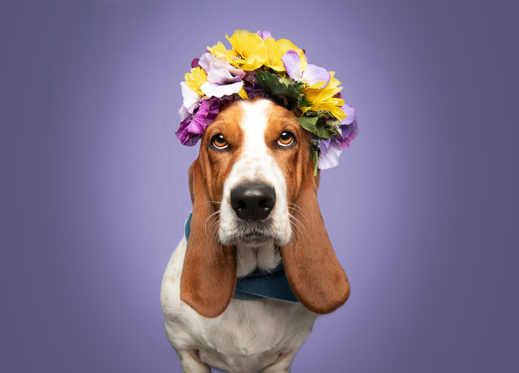 Doggy Flower queen by DOGEXPRESSION on 500px.com