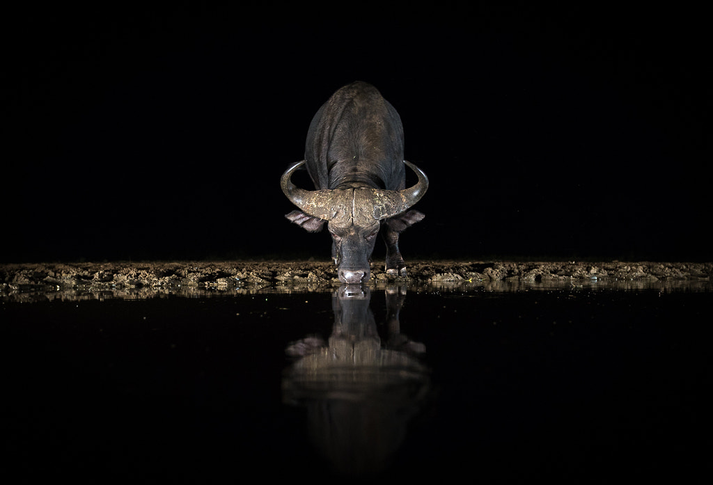 BUFFALO by Jaco Marx on 500px.com