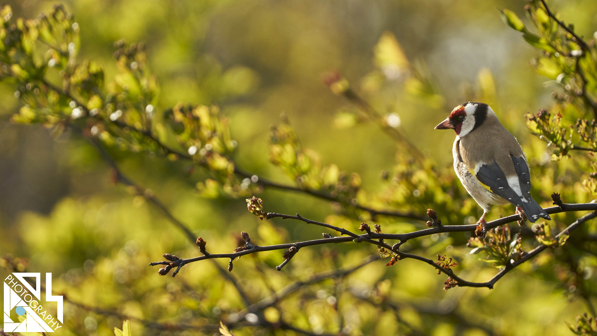 Goldfinch