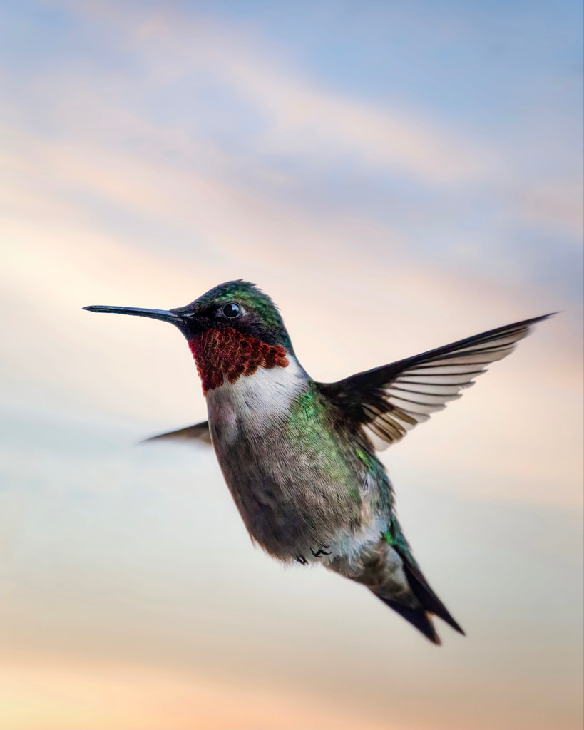 Ruby Throated Hummingbird in Flight by Seth Macey on 500px.com