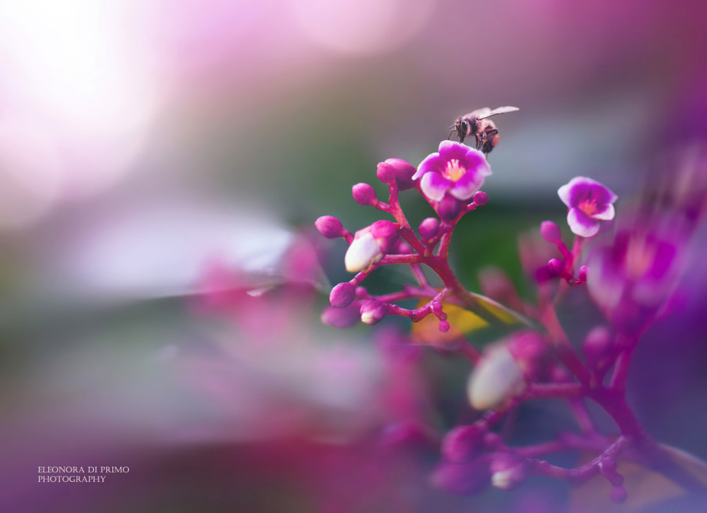 Pink&Bzz by Eleonora Di Primo on 500px.com