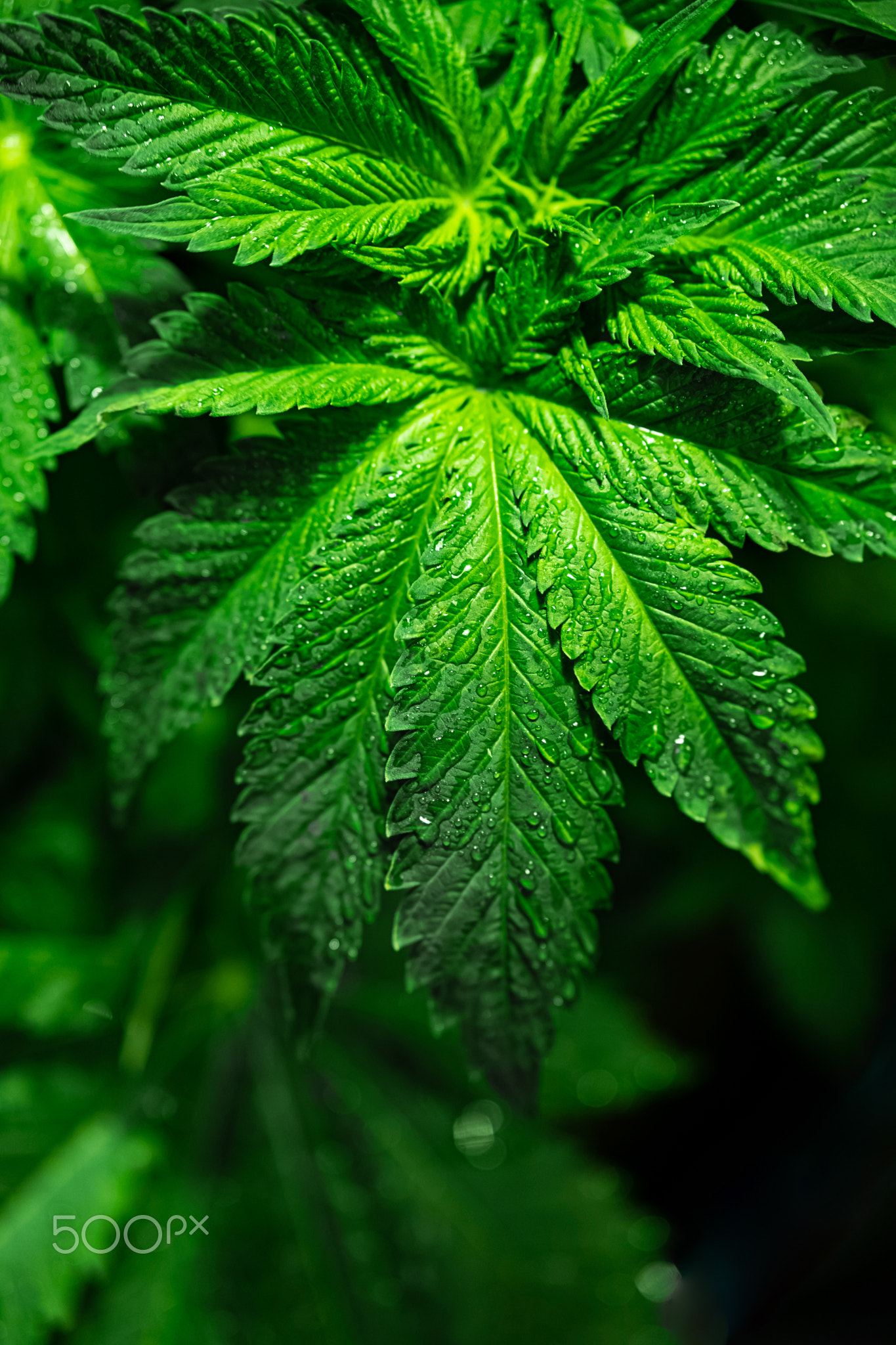 Water Droplets on the marijuana leaves.
