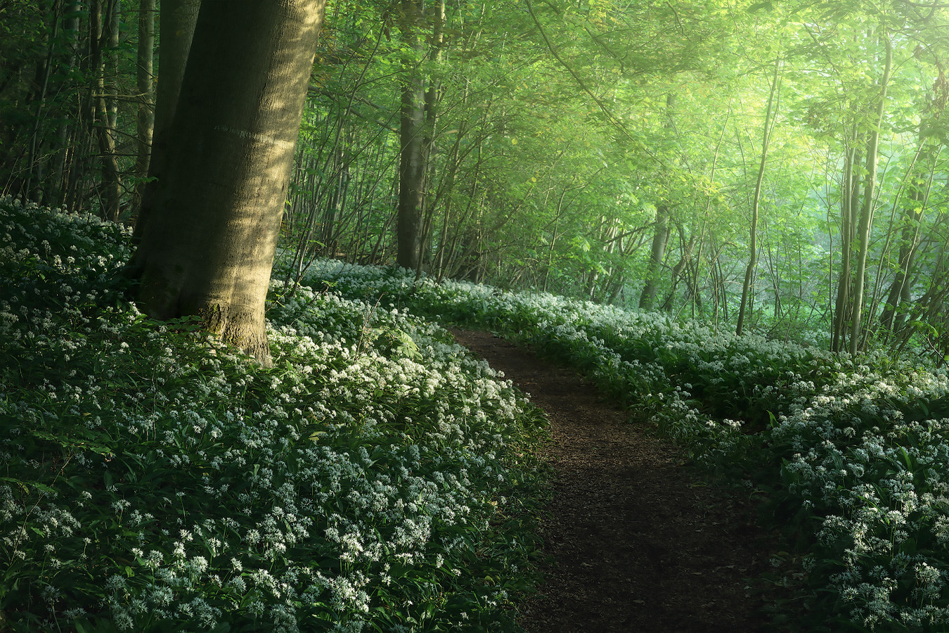 Morning light waking up the forest by Kevin Teerlynck / 500px