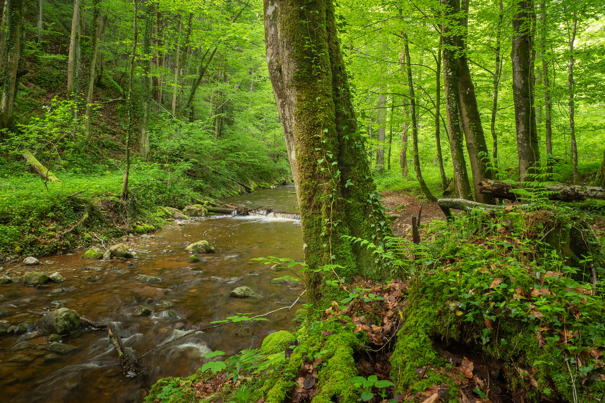 peaceful forest