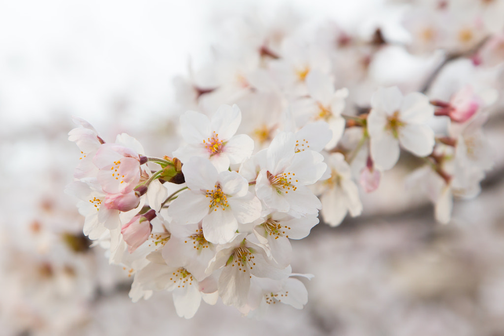 Cherry blossom in Japan 2015 by Nattawat Chanthaphan on 500px.com