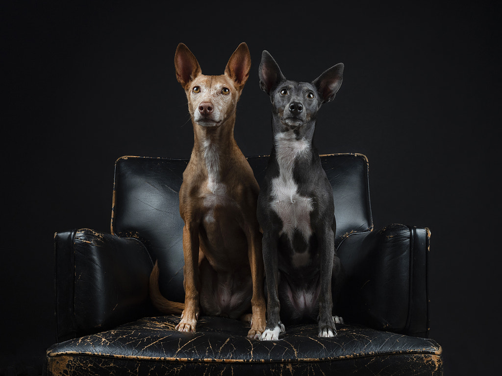 Pica & Frida by Andrés López on 500px.com