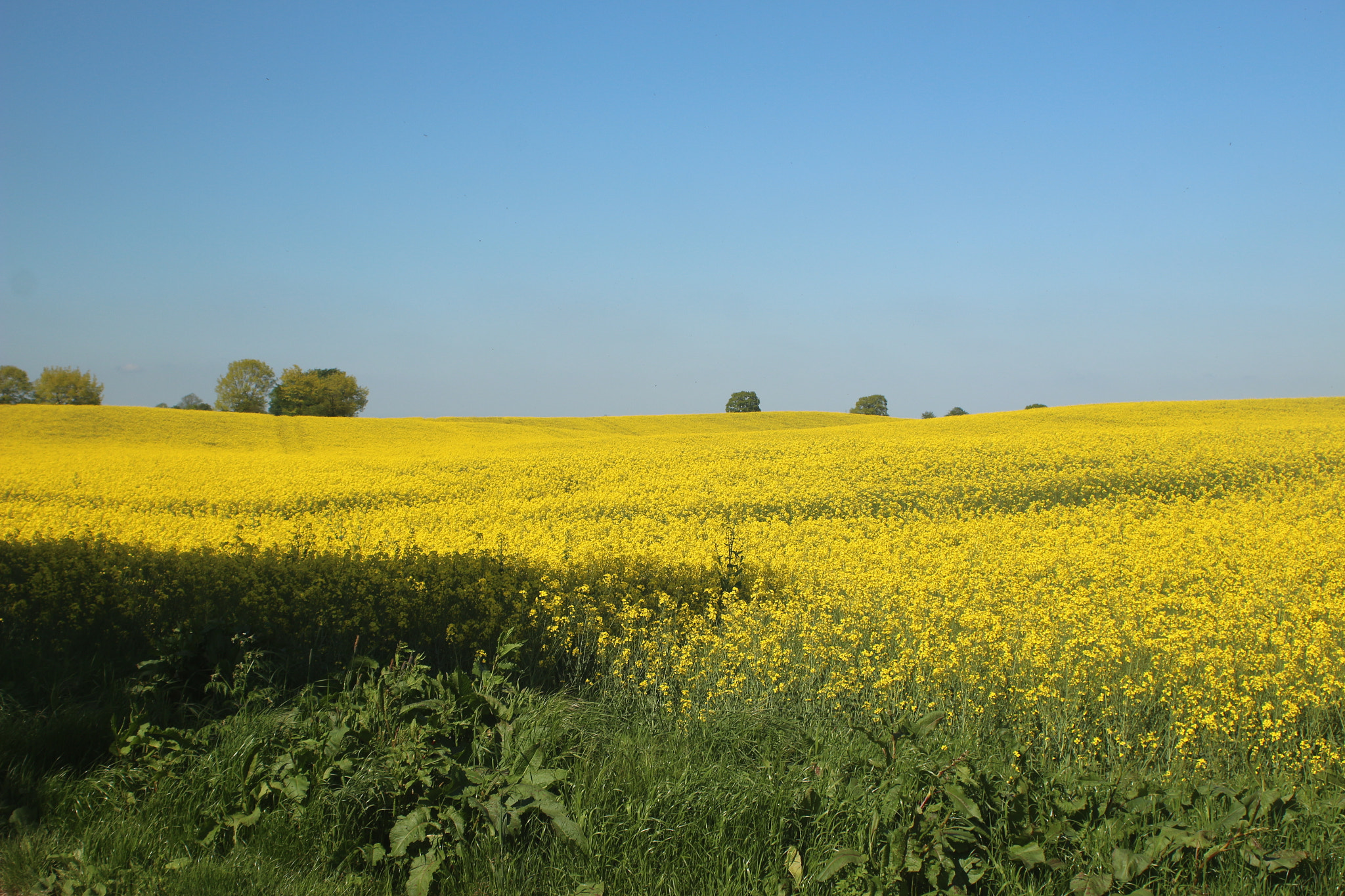 Fields of gold - 2