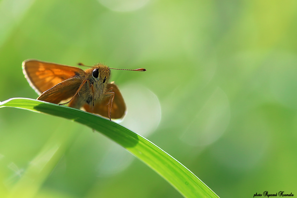 Little butterfly  by Ryszard Kosmala on 500px.com