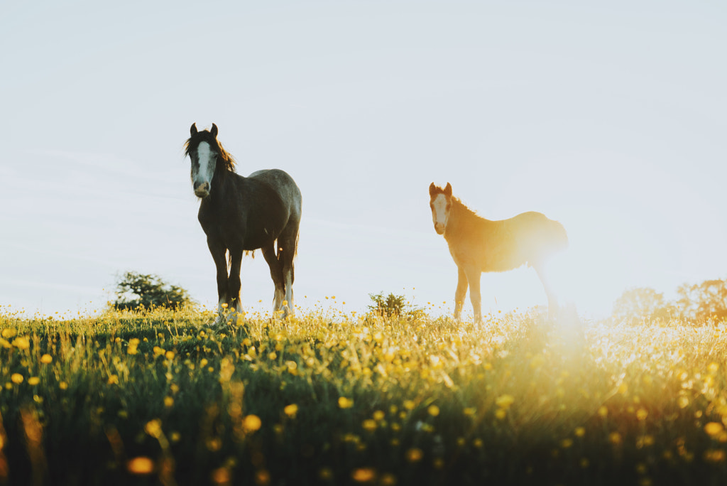 Sunset Horses  by Daniel Casson on 500px.com