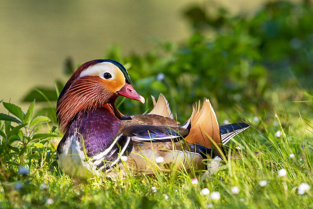 Birds Series (41984) by daniele nobile on 500px.com