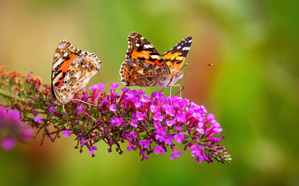 Two Ladies by Carsten Meyerdierks on 500px.com