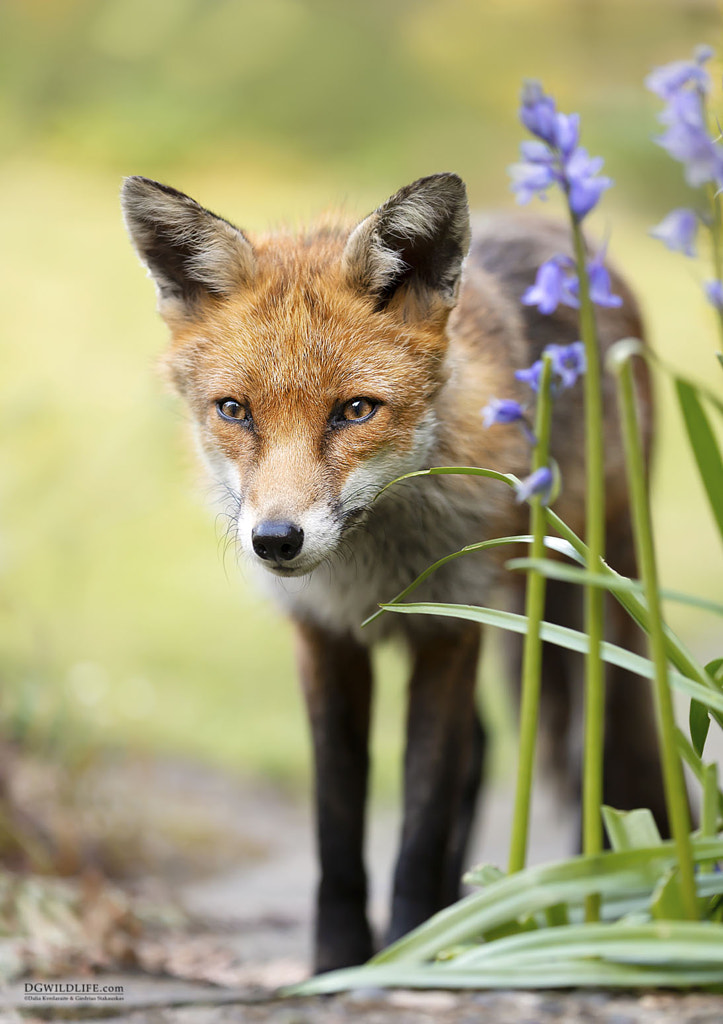 Red Fox and Blue Bells by Dalia Kvedaraite on 500px.com