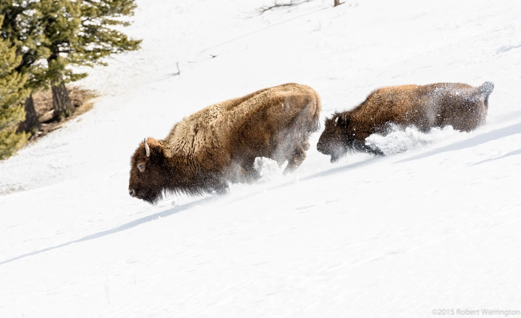 Downhill Run by Robert Warrington on 500px.com