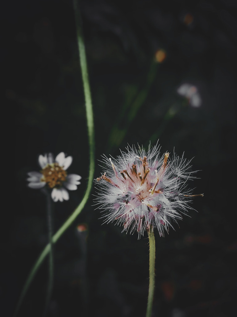 Untitled by Jayashankar Majhi on 500px.com