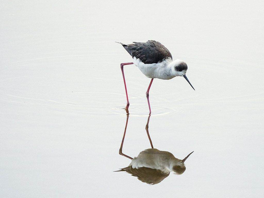 Dit by Paul Amyes on 500px.com