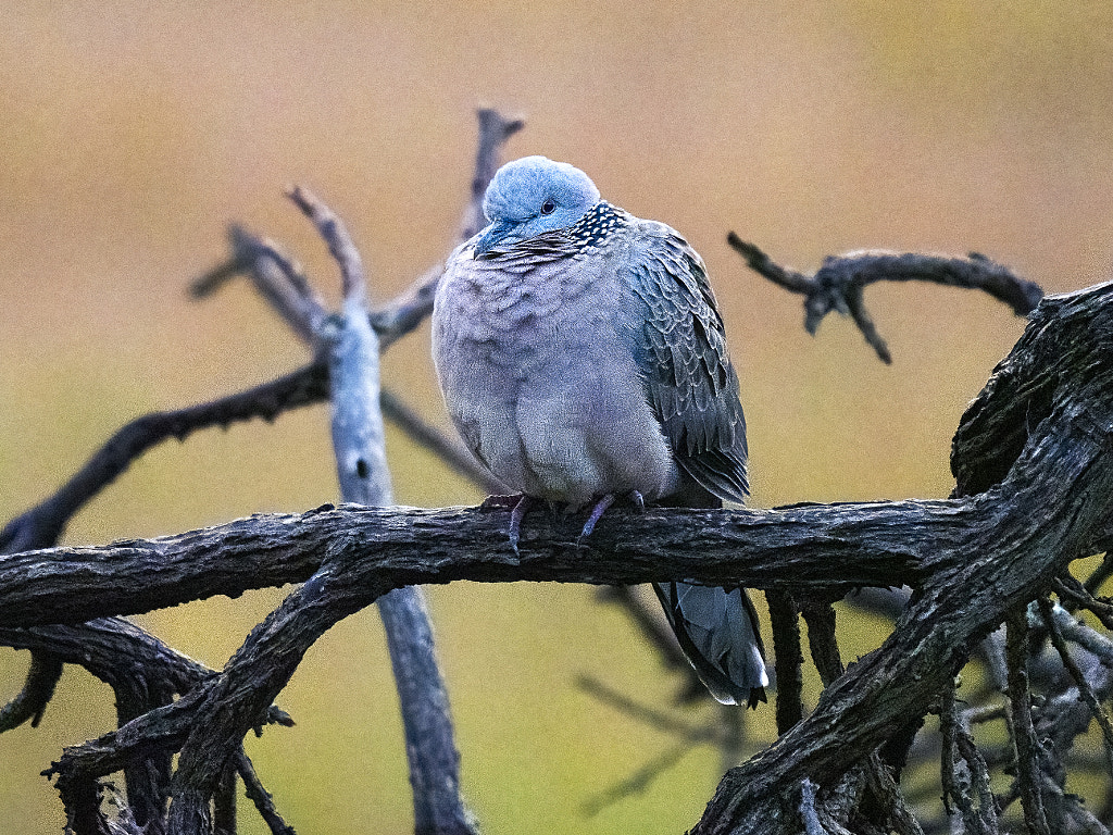 Chilly Morning by Paul Amyes on 500px.com