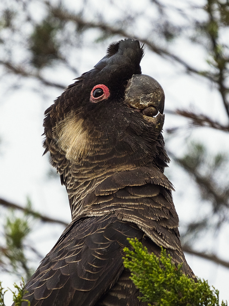 Ngolak by Paul Amyes on 500px.com