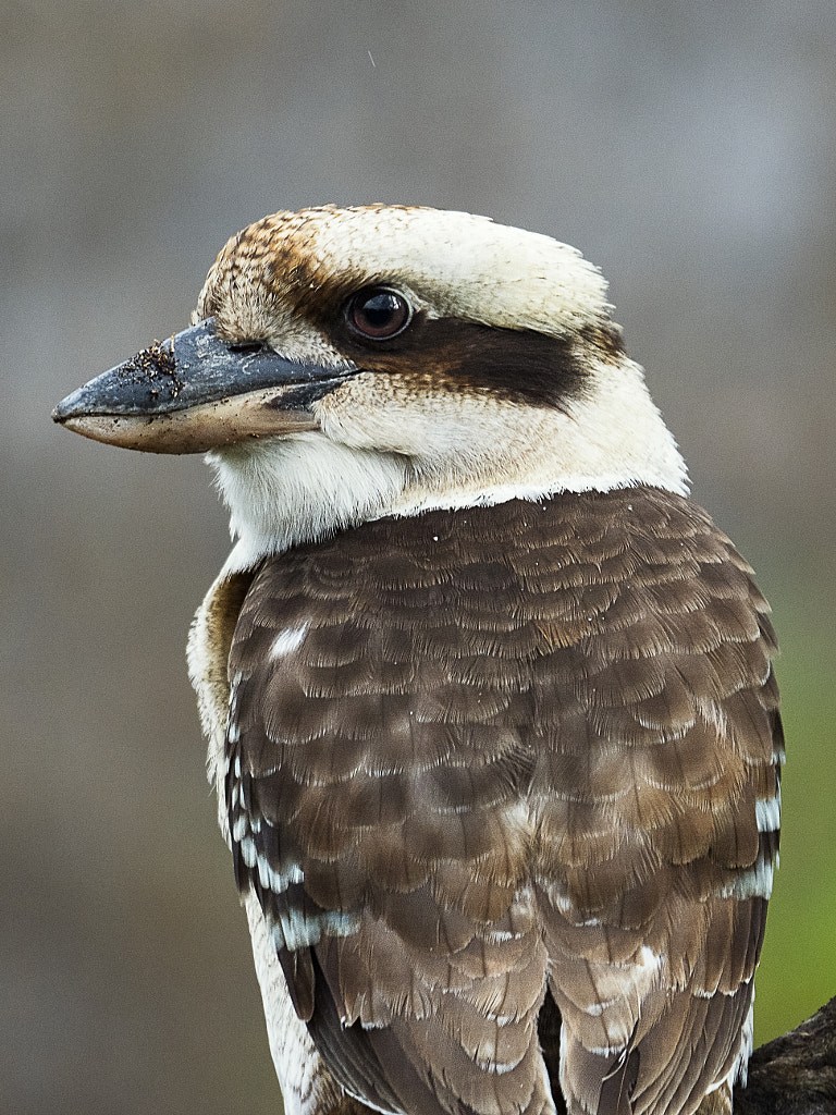 Kookaburra by Paul Amyes on 500px.com