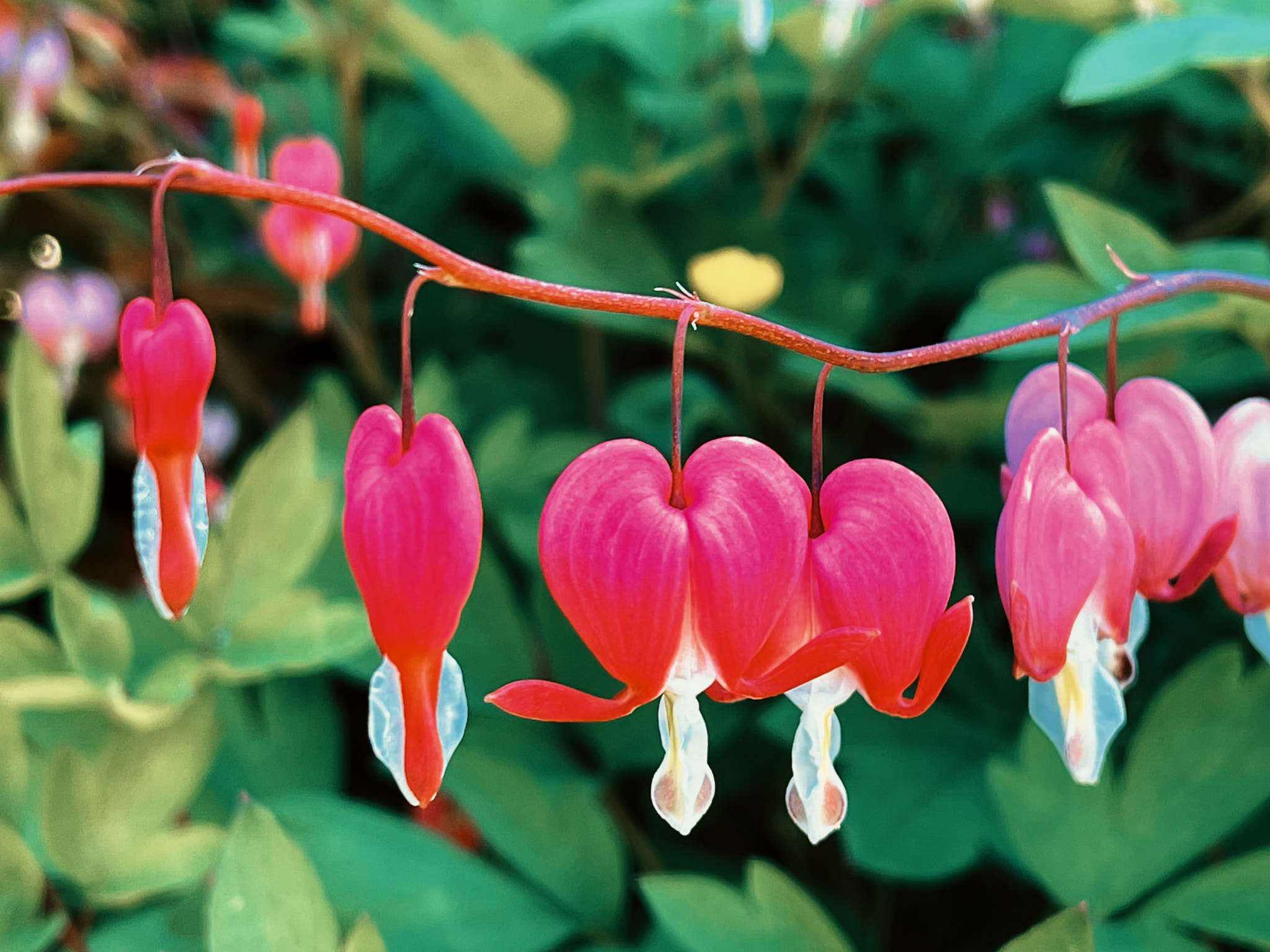 Lamprocapnos flowers