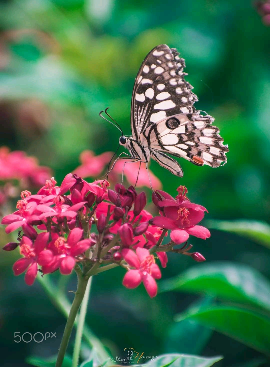 Lime Butterfly