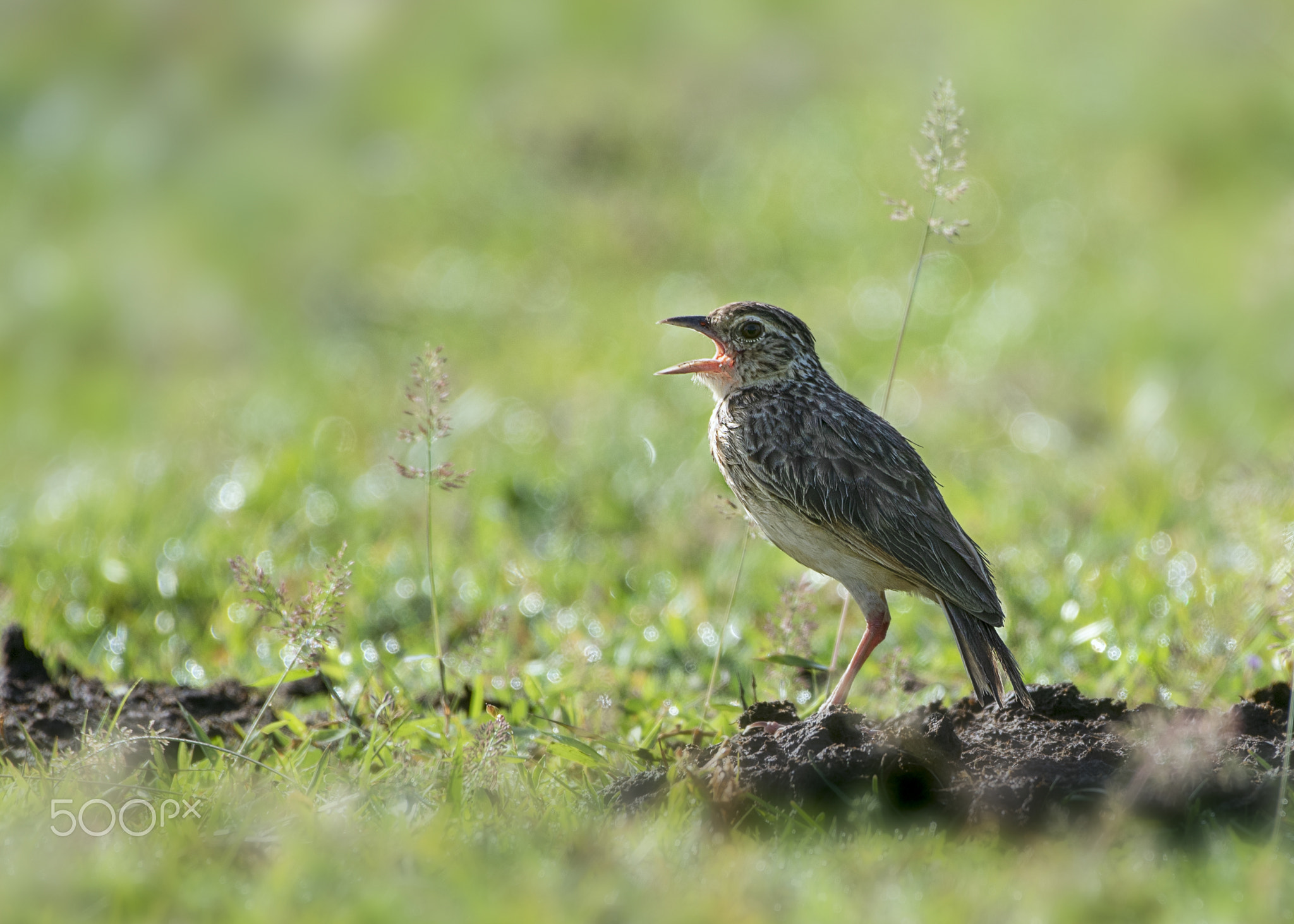Singing Bird