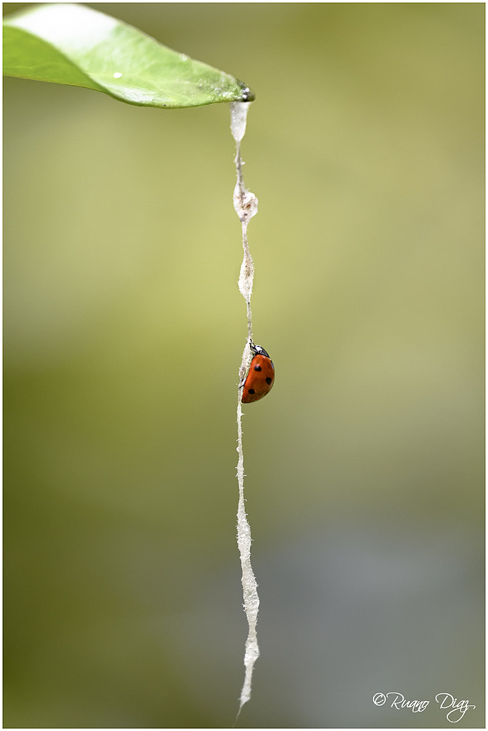 Mariquita escaladora by Paulino Ruano on 500px.com