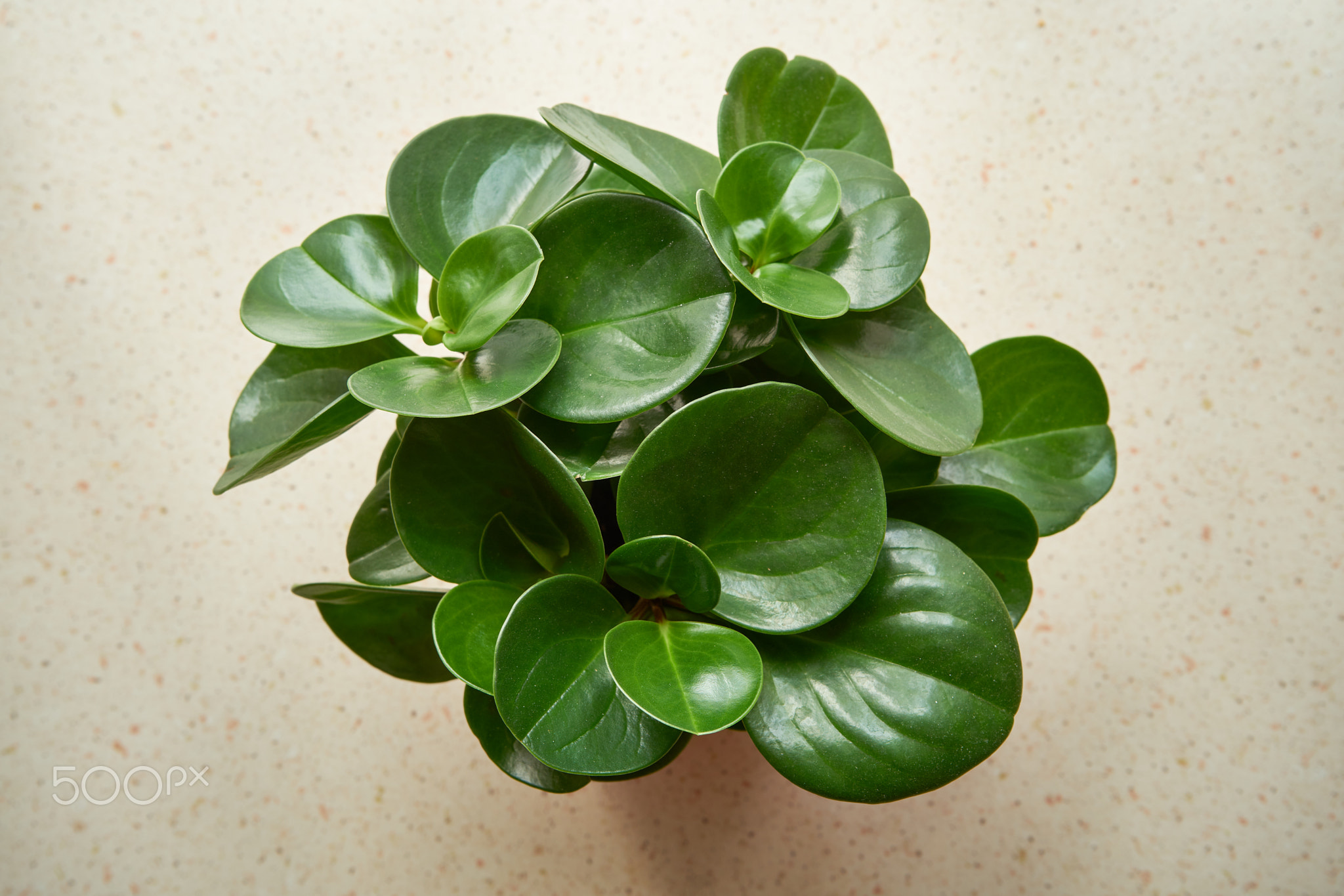 home plant on the table