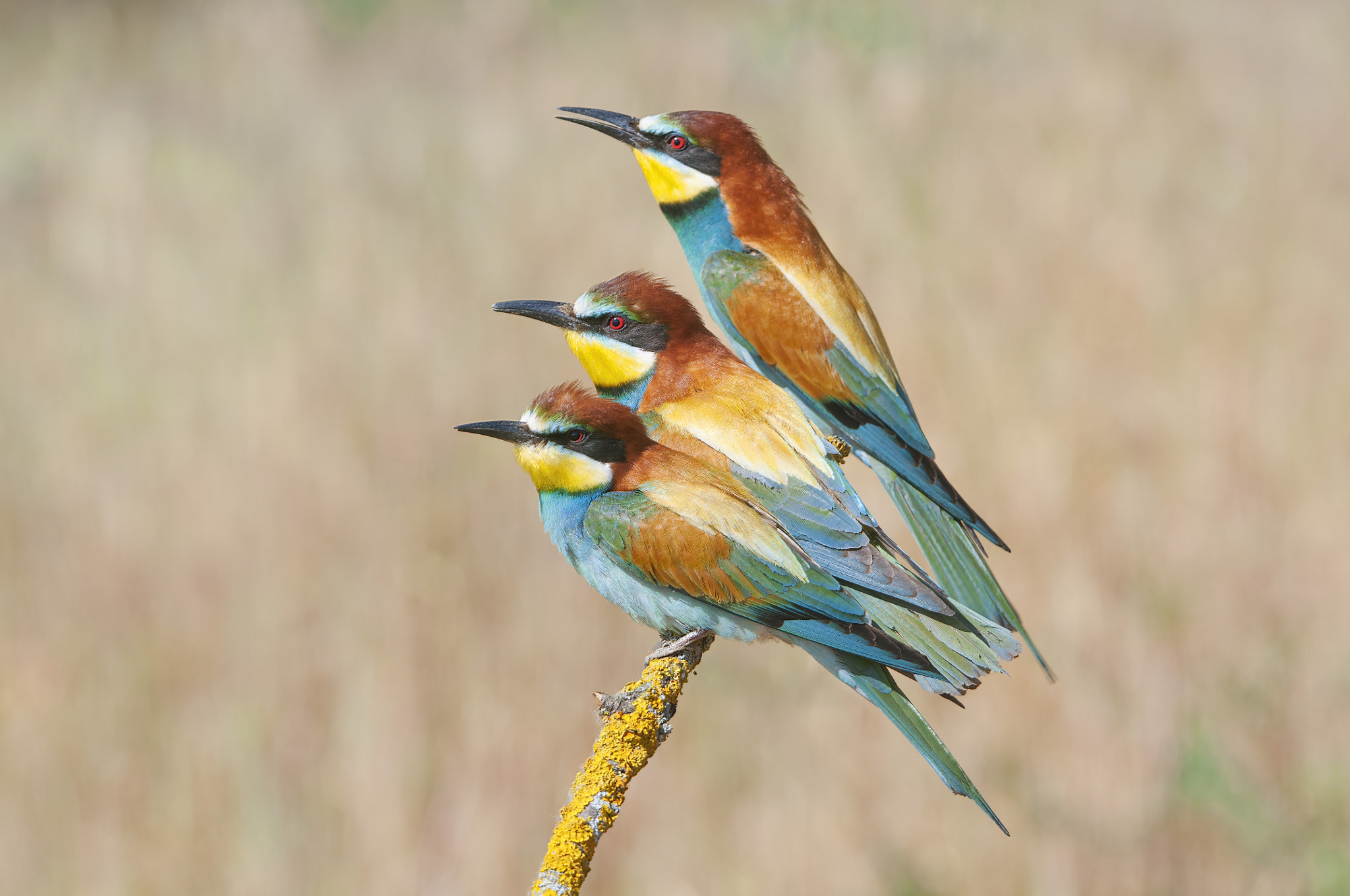 trio de abejarucos-9485