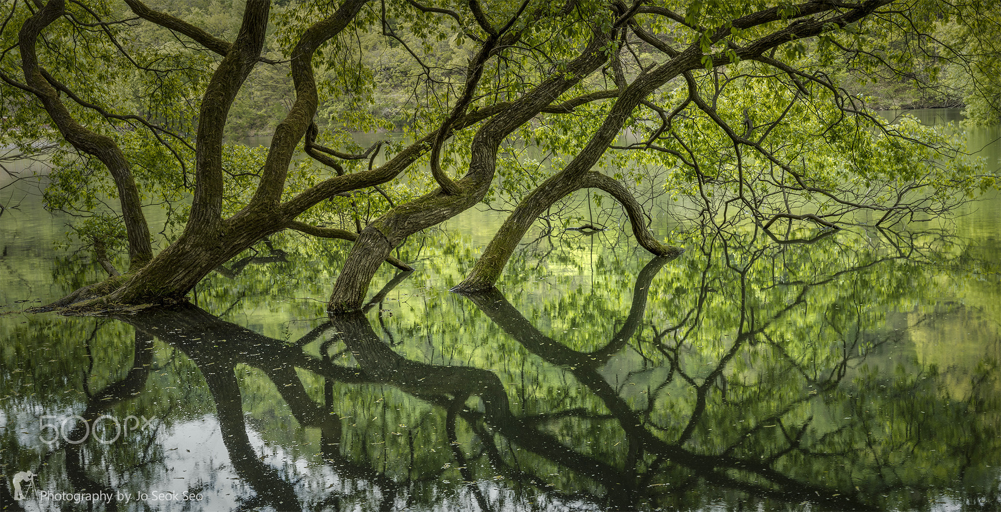 Old trees and secret forest