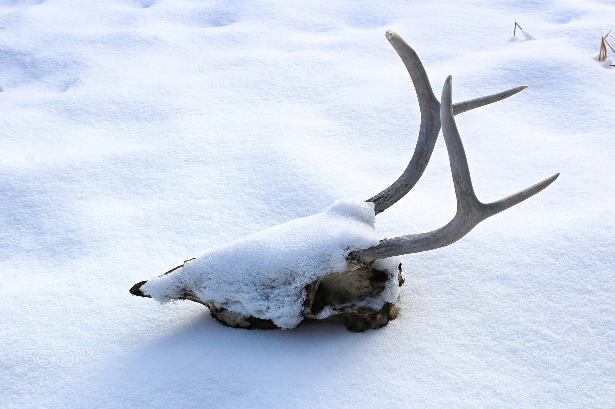 A white tail deer skull in the fresh snow