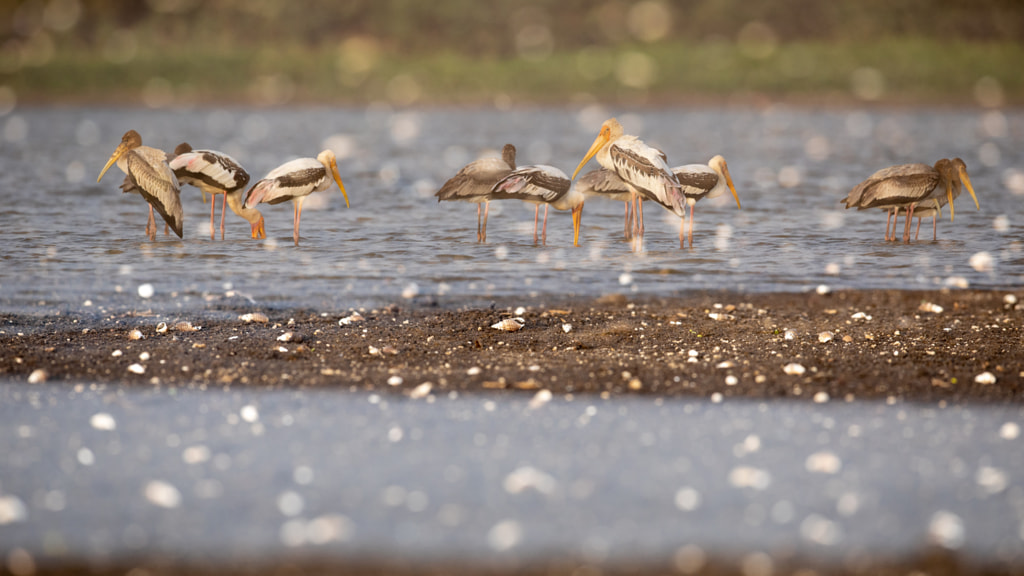 Shells and storks by saumitra shukla on 500px.com