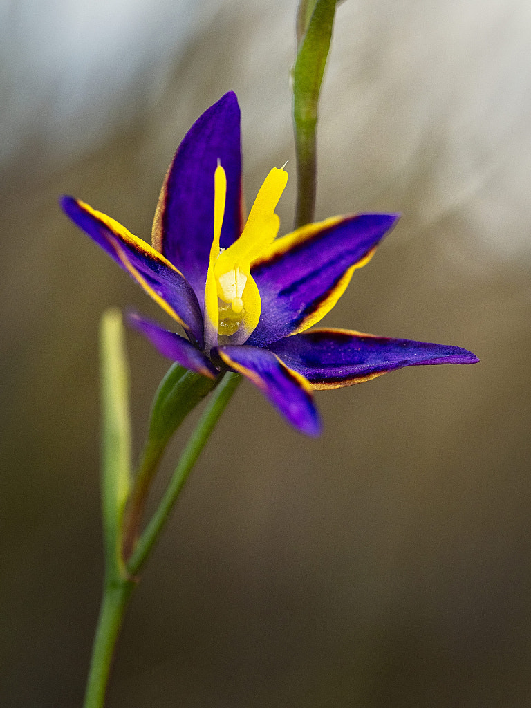Cleopatra's Needles  by Paul Amyes on 500px.com