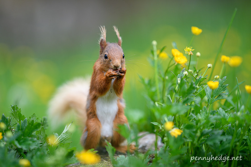 Red by Mark Johnson on 500px.com