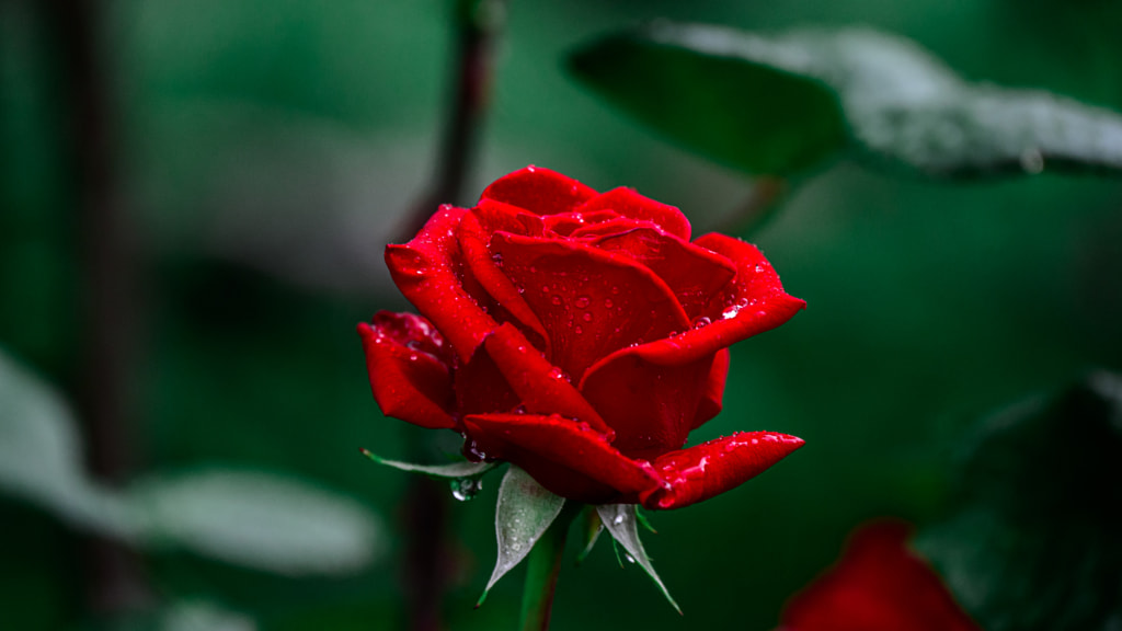 Wet rose after the rain by Milen Mladenov on 500px.com