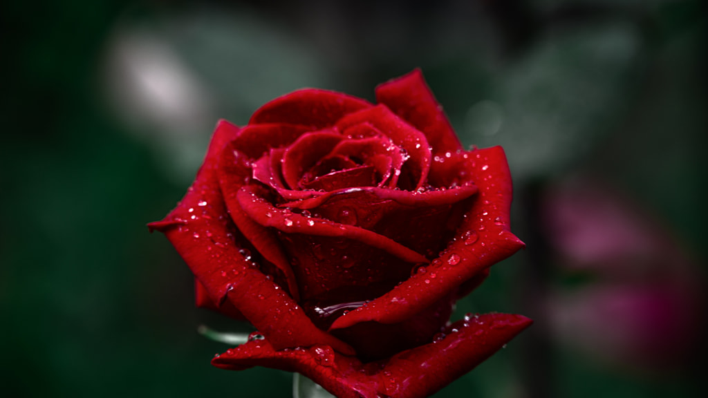 A red Rose in the rain by Milen Mladenov on 500px.com