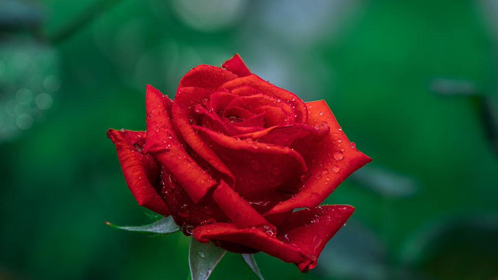 Red rose with dew on it by Milen Mladenov on 500px.com