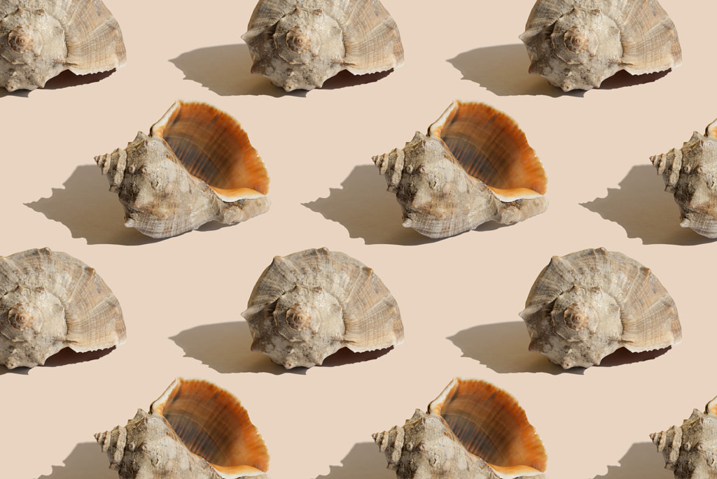 Pattern with sea shell on beige background by Ira Shevchuk on 500px.com