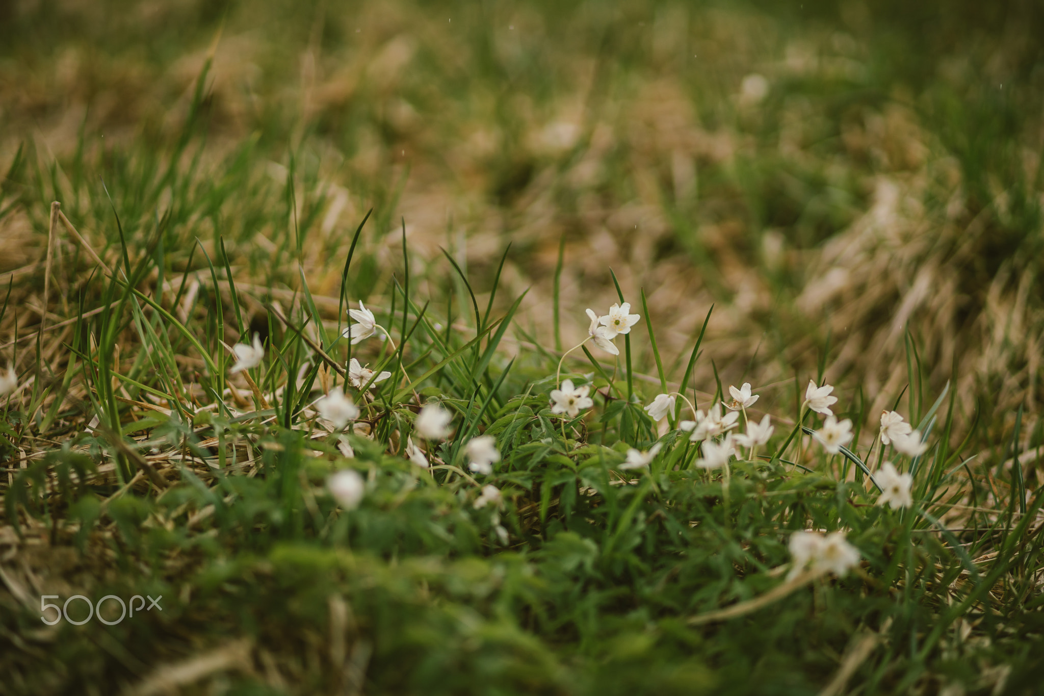 A bird sitting on top of a grass covered field