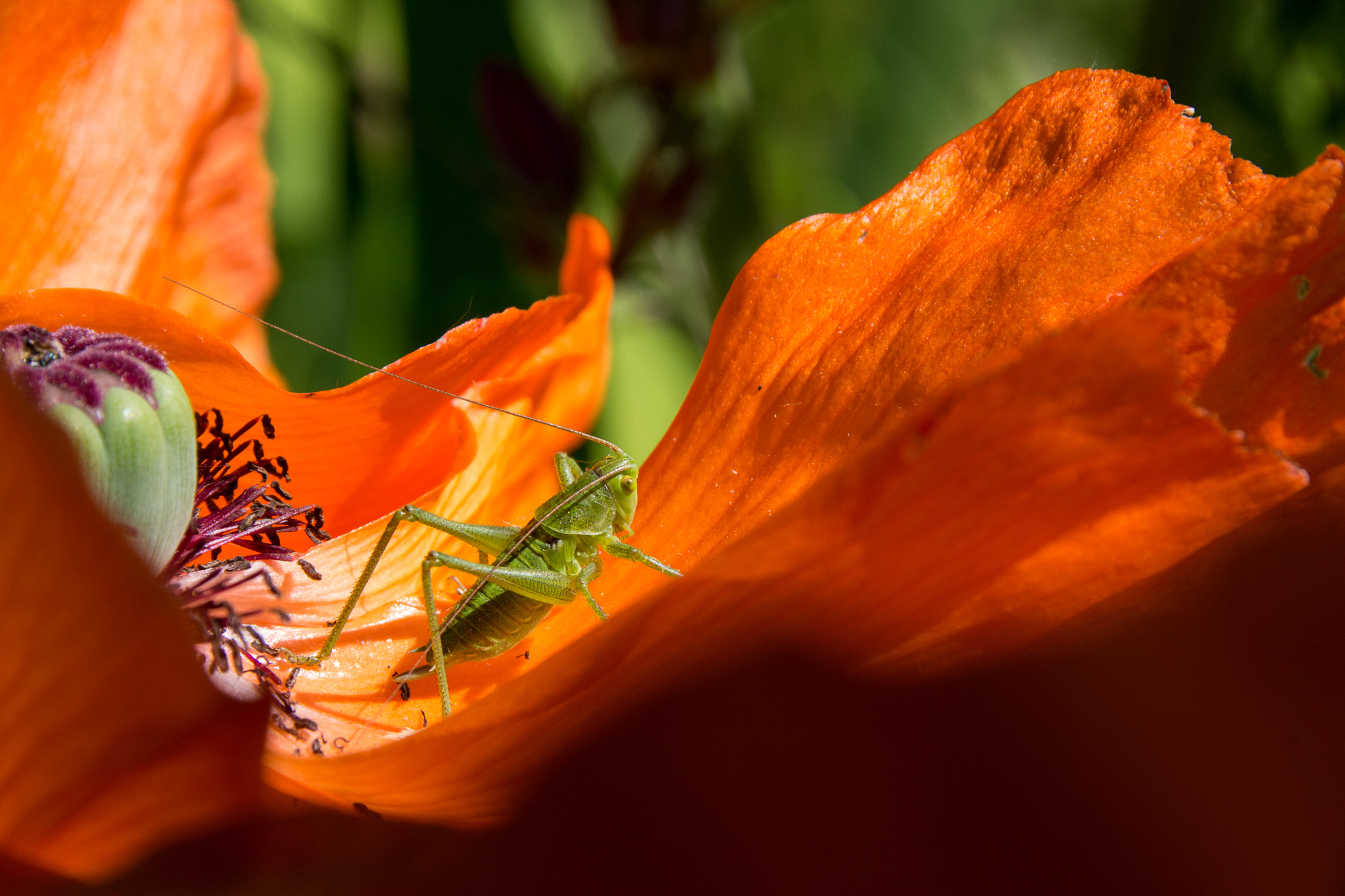 Grasshopper on poppy.