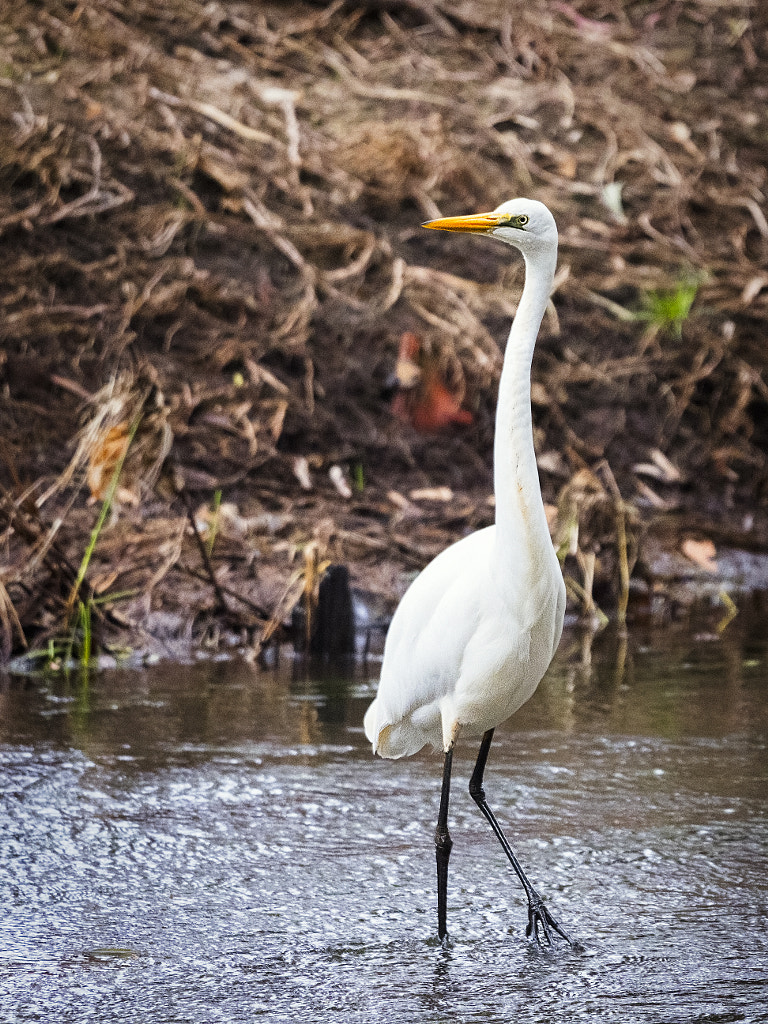 Eric Singleton Bird Sanctuary by Paul Amyes on 500px.com