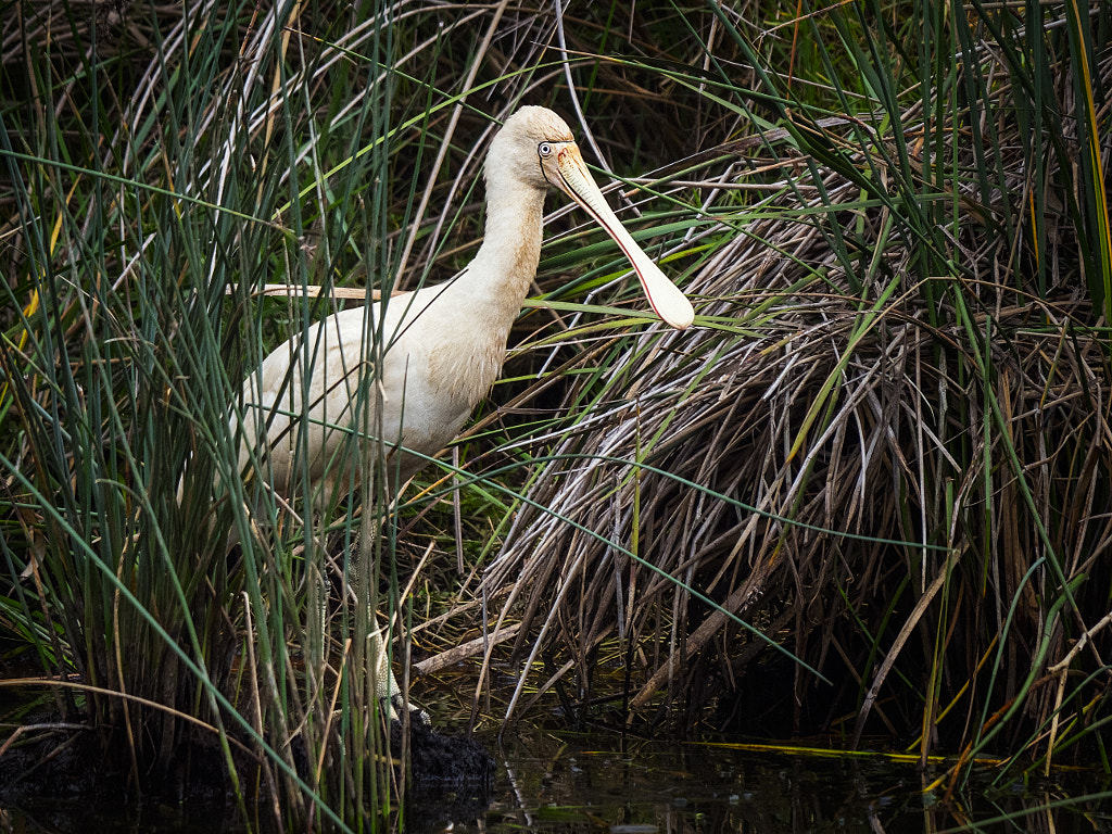 Eric Singleton Bird Sanctuary by Paul Amyes on 500px.com
