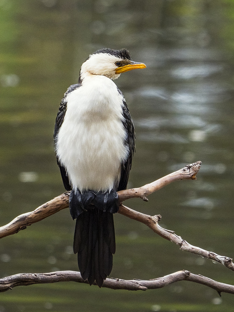 Eric Singleton Bird Sanctuary by Paul Amyes on 500px.com